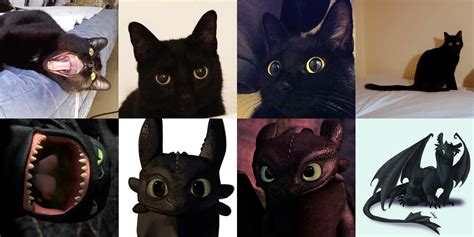 37 Black Cats That Are Actually Toothless In Disguise Bored Panda