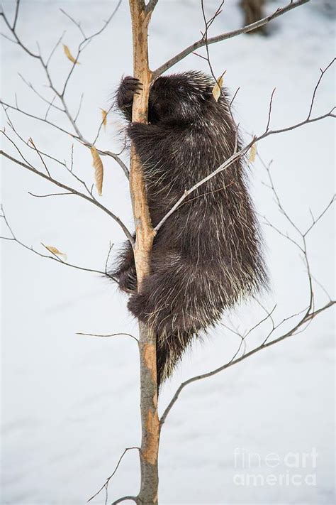 Porcupine Climbing Beech Tree Photograph By Paul Williamsscience Photo