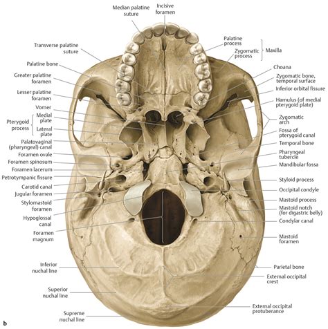 Skull Base Development And Anatomy Springerlink 43 Off
