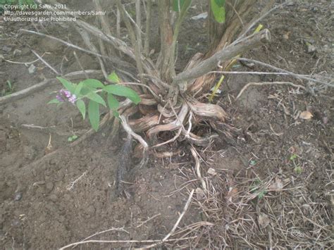 Trees Shrubs And Conifers Butterfly Bush Exposed Roots 1 By Sami