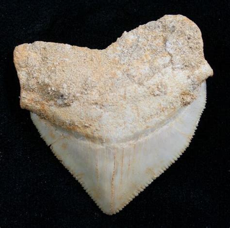 Large Squalicorax Fossil Shark Tooth Morocco 7742 For Sale