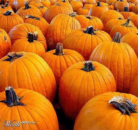 Pumpkins Pumpkin Photography Contests Its The Great Pumpkin