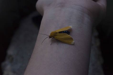 Mariposa3 Daniela Nyár Flickr