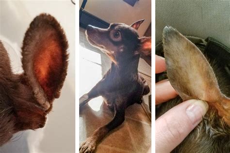 What Causes Dry Dog Ears And How To Help Natural Dog Company We Are