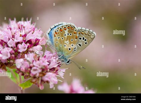 Adonis Blue Butterfly Lysandra Bellargus Male Uk Stock Photo Alamy
