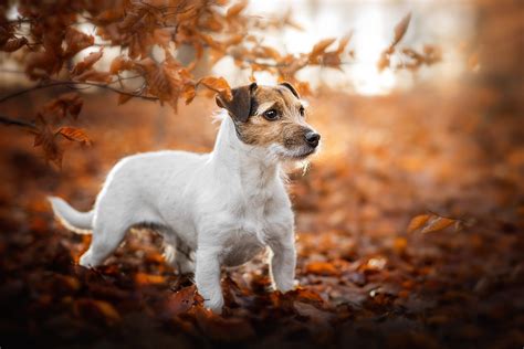 Download Puppy Fall Baby Animal Dog Animal Jack Russell Terrier Hd