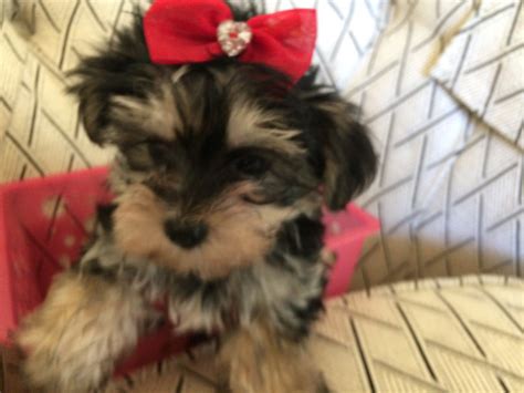Puppies and dogs for sale in usa on puppyfinder.com. Morkie Puppies For Sale | San Jose, CA #304909 | Petzlover