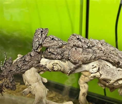 Frilled Dragons Frilled Lizard By Reptile Pets Direct