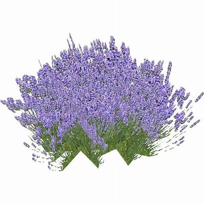 Lavender Hendrix Wikia Pixels