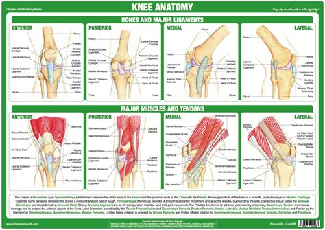 Knee Joint Anatomy Poster