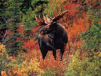Moose Animals Animal North America Wild Wildlife