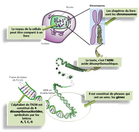 Cours sur l'ADN pour SVT seconde | Bio faculté