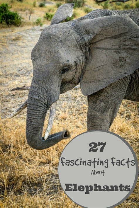 55 Interesting Facts About Elephants For World Elephant Day Fun Facts