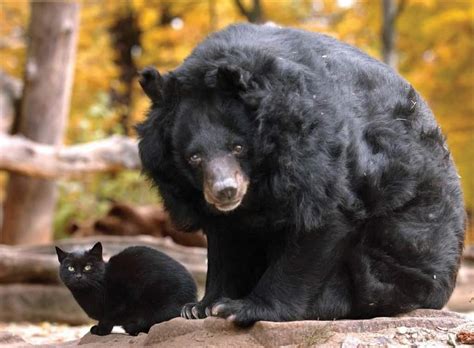 20 Unlikely Animal Friendships That Will Surprise You Page 4 Of 5