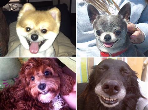 Adorable Smiling Dogs From Huffpost Readers Pictures