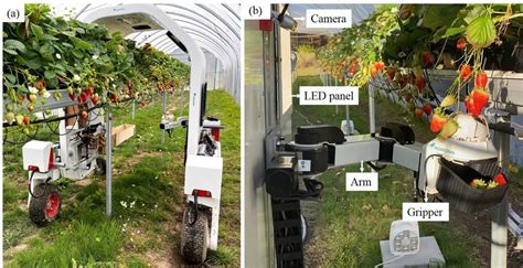 The U Shaped Strawberry Harvesting Robot On A Farm A Overview Of The