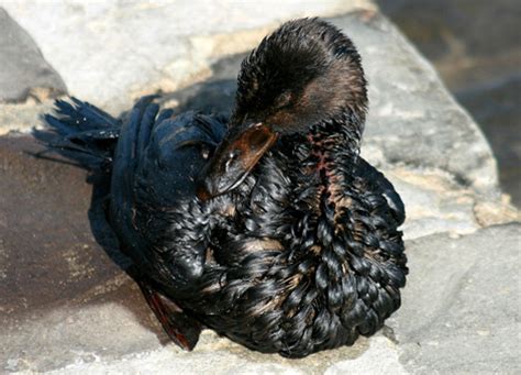 Why Are Seabirds So Vulnerable To Oil Spills Response Restoration