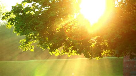 Sunlight Through Tree In Morningsun Stock Footage Video 100 Royalty