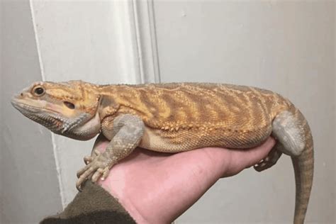 Full Grown Bearded Dragon Length