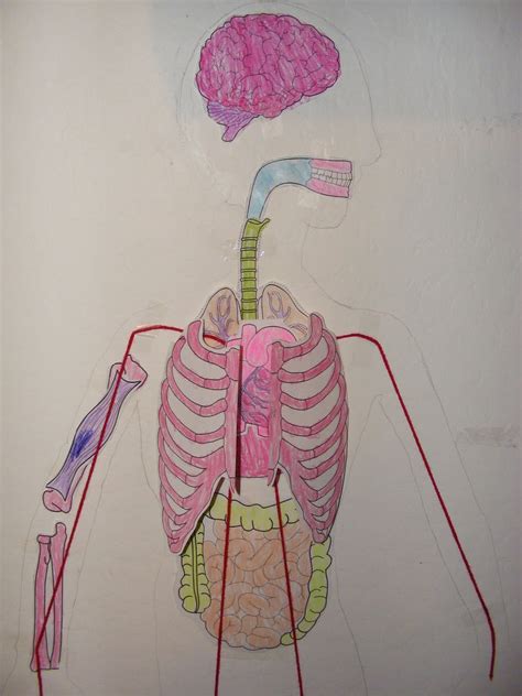 Organs underneath the right side of the rib cage include the liver, gallbladder, transverse colon and one of the kidneys, states health hype. Rib Cage With Organs - 10 Causes & Treatments for Pain ...