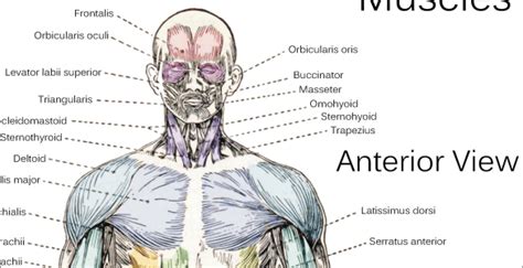 See more ideas about muscle anatomy, human anatomy and physiology, body anatomy. Muscle Anatomy Poster - Anterior, Posterior and Deep Layers