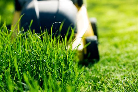 How To Protect Grass From Summer Heat - how to keep grass green in summer heat