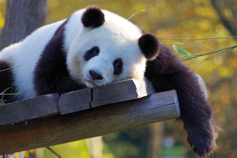 How To Plan A Giant Panda Tours Tips And Suggestions