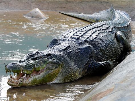 Pastor Eaten By Crocodiles After Trying To Walk On Water Like Jesus