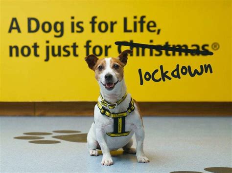 Dogs Trust A Dog Is For Life Not Just For Lockdown Shropshire Star