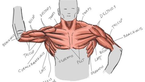 The anatomical areas found on the upper limb can serve as key landmarks to help us find important anatomical structures such as finding one of the superficial veins: Képtalálat a következőre: „upper body anatomy" | Body anatomy, Human body diagram, Upper limb ...