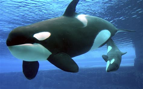 Have a whale of a time. SeaWorld to end theatrical killer whale show - Good Things Guy
