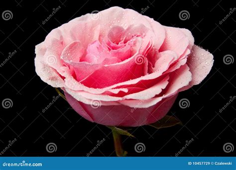 Pink Rose Isolated Stock Image Image Of Background Color 10457729