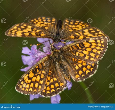 Macro Of A Butterfly Melitaea Athalia Stock Photo Image Of Cocoon