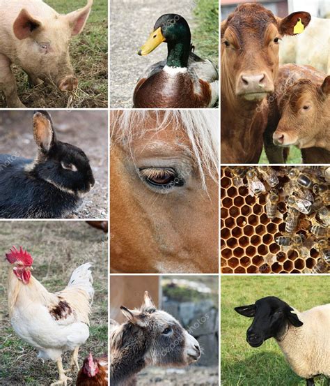 Collage De Animales De Granja 2022