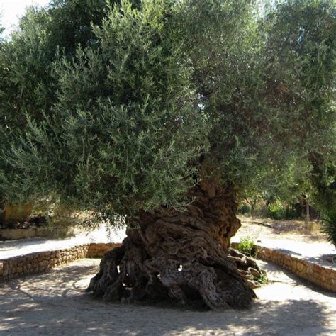 One Of The Oldest Olive Trees In The World Gold Grelia