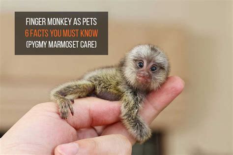 6 Finger Monkey Facts As Pets Pygmy Marmoset Care Pets For Children