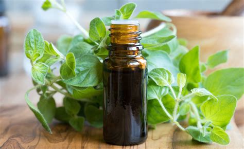 15 Health Benefits Of Oregano Oil And How To Use It Laptrinhx News