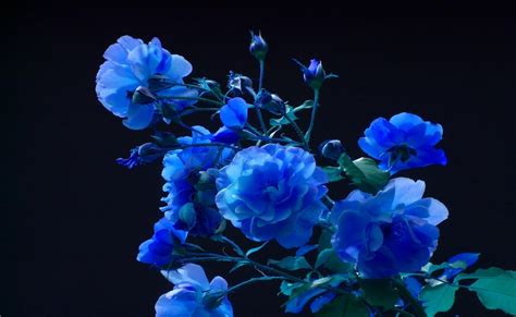 🔥 47 Dark Blue Roses Wallpaper Wallpapersafari