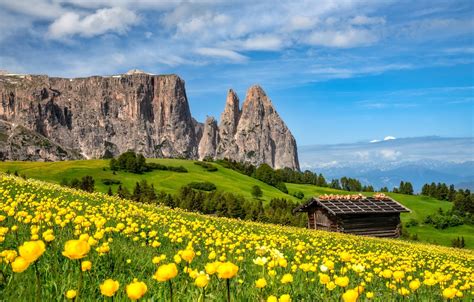 Wallpaper Flowers Mountains Meadow The Barn Italy Italy