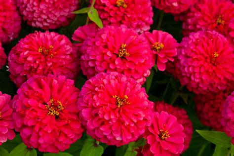 12 Best Annual Flowers For Full Sun