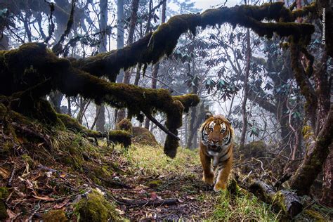 Stunning Highly Commended Photos Of The Wildlife Photographer Of