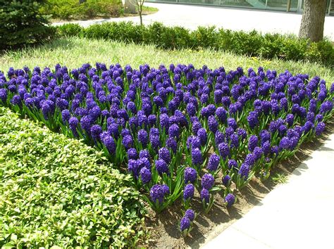 Blue Hyacinths Blooming Flowers On The Glade Wallpapers And Images