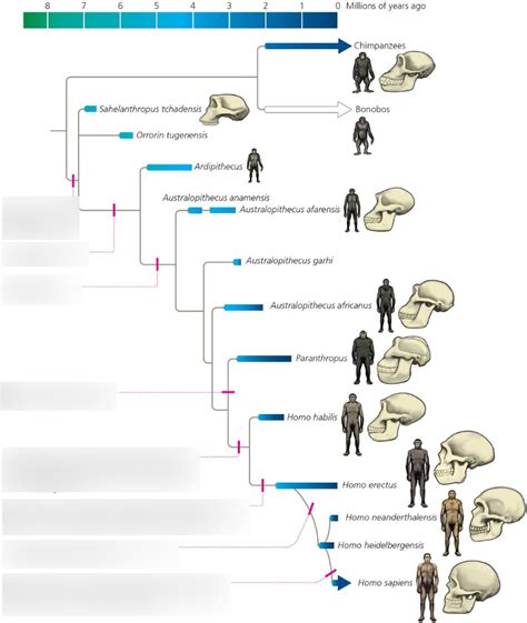 Hominin Evolution Diagram Quizlet