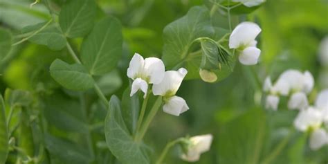 Pea Plant Growth Stages Development And Life Cycle Gfl Outdoors