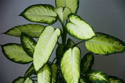12 Tropical Plants For Growing Indoors