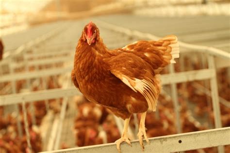 World Animal Protection Applauds Aandws Commitment To Use Only Cage Free