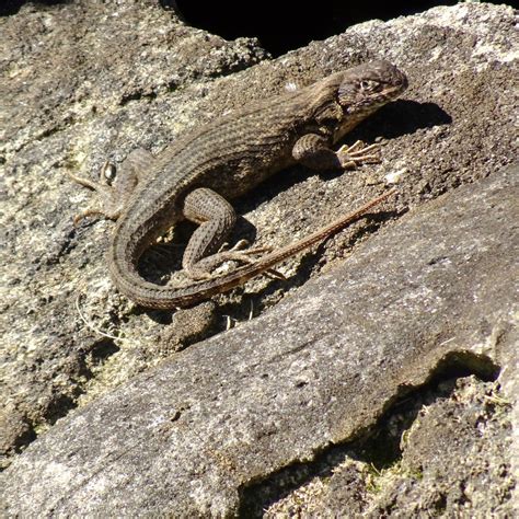 Northern Curly Tailed Lizard Leiocephalus Carinatus Armou Flickr