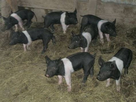 Piglets Hampshire Piglets Pig Breeds Hampshire Pig