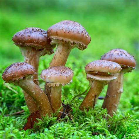 Honey Mushroom Armillaria Mellea