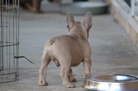 The french bulldog was also recognized as the #1 pup in new york city, honolulu, and san fransisco. Blue, Chocolate, Lilac English Bulldogs & FRENCH BULLDOGS ...